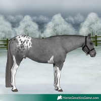 Horse Color:Black Tobiano Appaloosa