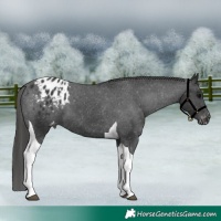 Horse Color:Black Tobiano Appaloosa 
