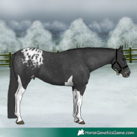 Horse Color:Black Tobiano Blanket 