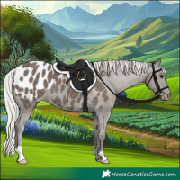 Horse Color:Silver Black Appaloosa 