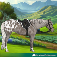 Horse Color:Silver Black Appaloosa 