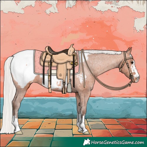 Horse Color:Silver Bay Appaloosa 