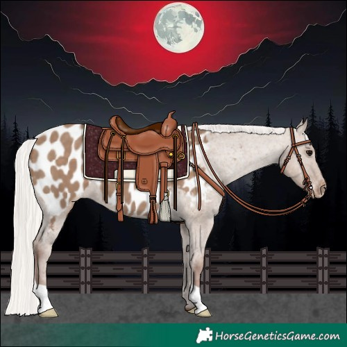 Horse Color:Silver Grullo Appaloosa 