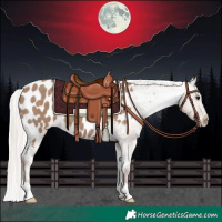 Horse Color:Silver Grullo Appaloosa 