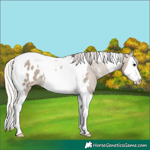 Horse Color:Silver Grullo Splash Tobiano Appaloosa 