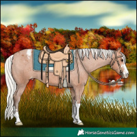 Horse Color:Silver Bay Appaloosa 