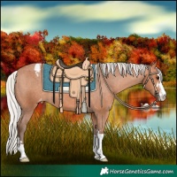 Horse Color:Silver Bay Appaloosa 