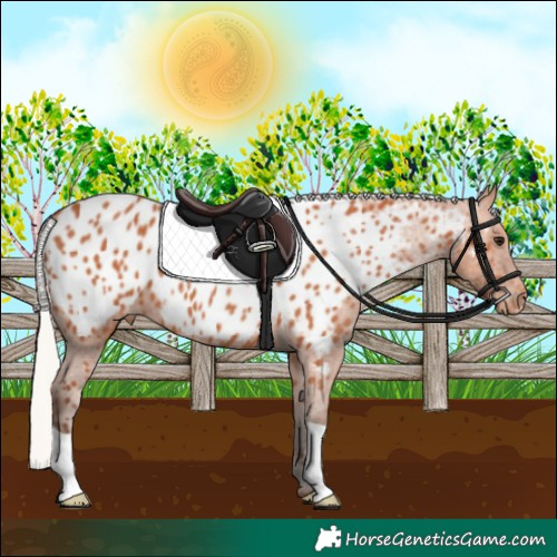 Horse Color:Silver Bay Appaloosa 