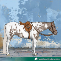 Horse Color:Silver Black Tobiano Appaloosa 