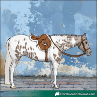 Horse Color:Silver Black Tobiano Near Leopard