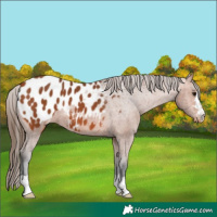 Horse Color:Bay Appaloosa 