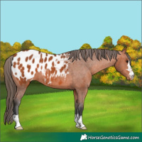 Horse Color:Bay Appaloosa 