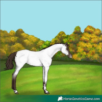 Horse Color:Liver Red Roan Near Fewspot