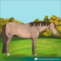 Horse Color:Amber Champagne 