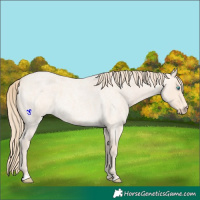 Horse Color:Perlino Roan 
