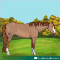 Horse Color:Red Dun 