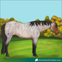 Horse Color:Brown Roan 