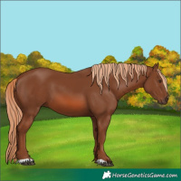 Horse Color:Chestnut 