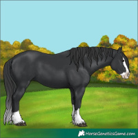Horse Color:Black Splash