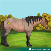 Horse Color:Bay Roan 