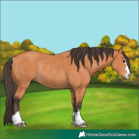 Horse Color:Bay Rabicano 