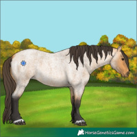 Horse Color:Buckskin Roan 
