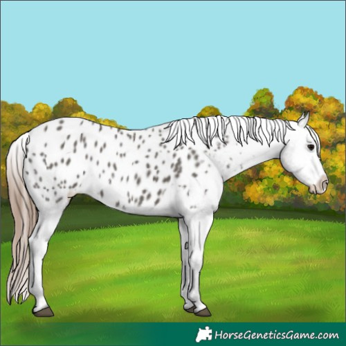 Horse Color:Grullo Appaloosa 