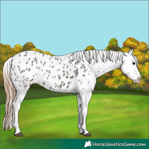 Horse Color:Grullo Appaloosa 