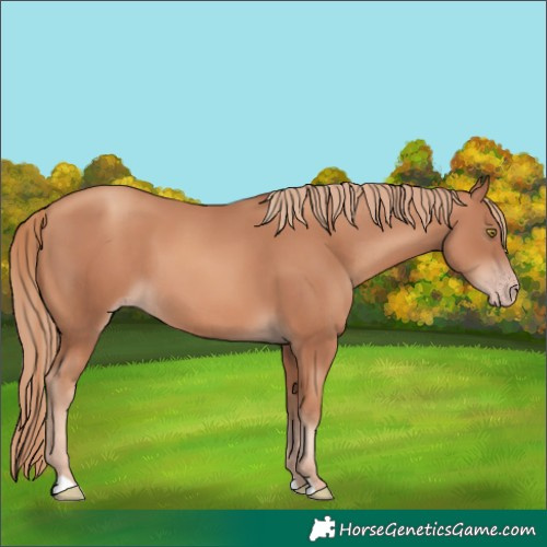 Horse Color:Gold Champagne 
