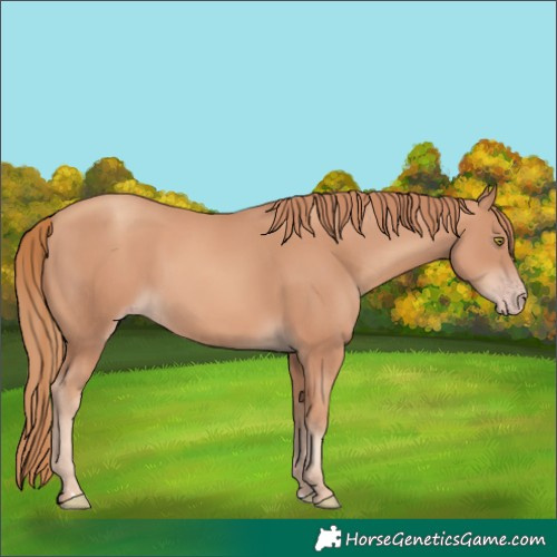 Horse Color:Gold Champagne 
