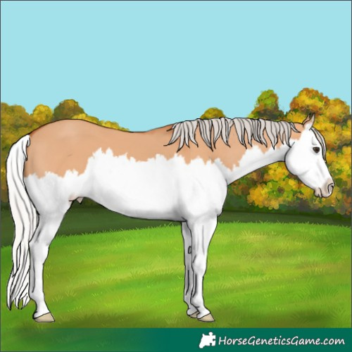 Horse Color:Silver Bay Dun Splash 