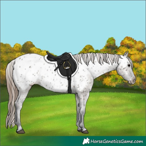 Horse Color:Grullo Near Leopard 