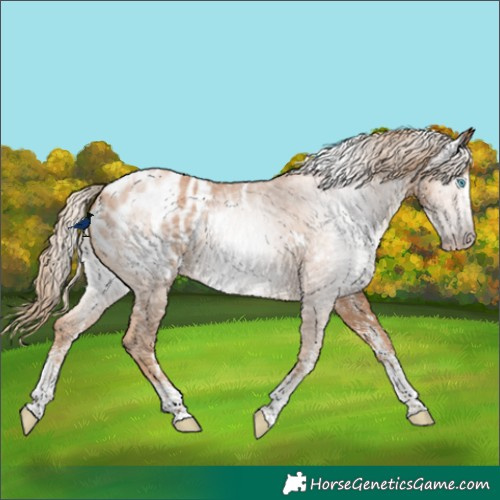 Horse Color:Gray White Spotted Gold Champagne Blanket Rabicano 