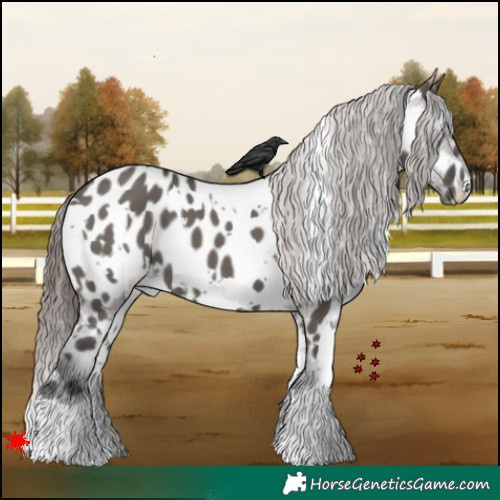 Horse Color:White Spotted Grullo Appaloosa 