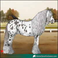 Horse Color:White Spotted Grullo Appaloosa 