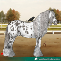 Horse Color:White Spotted Grullo Appaloosa