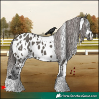 Horse Color:White Spotted Grullo Appaloosa 