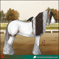 Horse Color:White Spotted Liver Red Dun Splash Appaloosa 