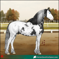 Horse Color:White Spotted Black Splash Appaloosa 