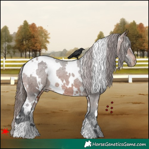 Horse Color:White Spotted Brown Appaloosa 