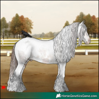 Horse Color:White Spotted Brown Appaloosa 