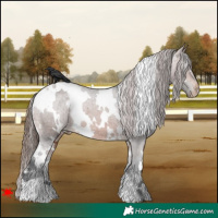 Horse Color:White Spotted Brown Appaloosa 