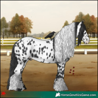 Horse Color:White Spotted Black Leopard 