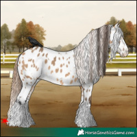 Horse Color:White Spotted Bay Dun Near Leopard 
