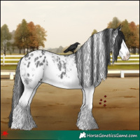 Horse Color:White Spotted Black Splash Appaloosa