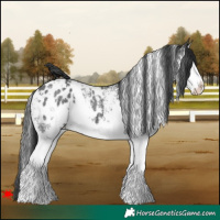 Horse Color:White Spotted Black Splash Blanket
