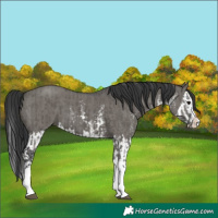 Horse Color:Grullo Sabino Splash  and Grullo Sabino Splash 