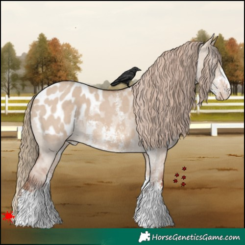 Horse Color:Red Dun Sabino Appaloosa 