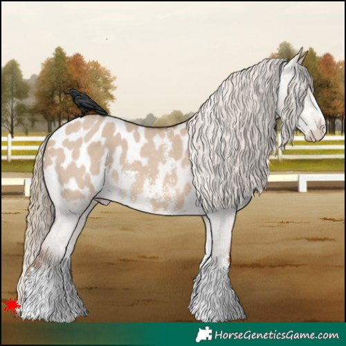 Horse Color:Red Dun Sabino Appaloosa 