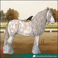 Horse Color:Red Dun Sabino Appaloosa 
